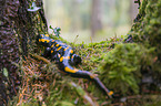 fire salamander