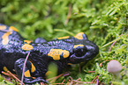 Fire Salamander