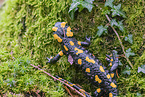 Fire Salamander