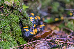 Fire Salamander