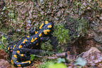 Fire Salamander