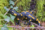 Fire Salamander