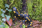 Fire Salamander