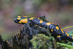 Fire Salamander