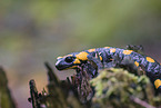 Fire Salamander