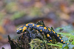 Fire Salamander