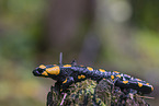 Fire Salamander