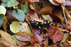 fire salamander