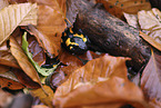 fire salamander