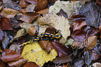 fire salamander