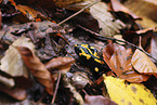 fire salamander