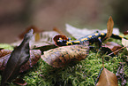 fire salamander