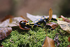 fire salamander