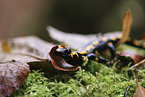 fire salamander