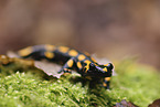 fire salamander