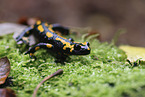 fire salamander