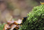 fire salamander