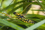 fire salamander