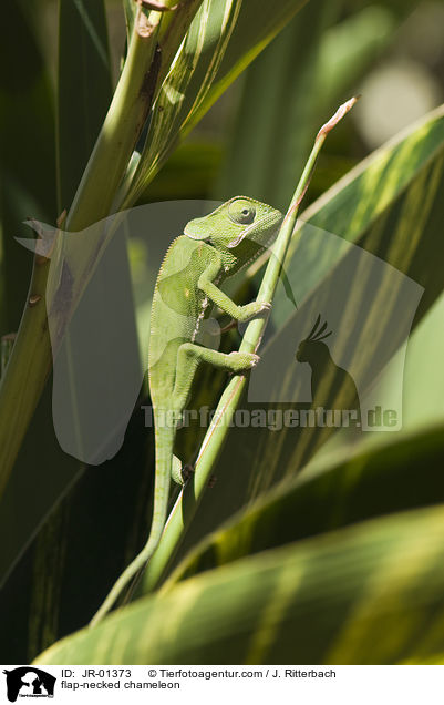Lappenchamleon / flap-necked chameleon / JR-01373