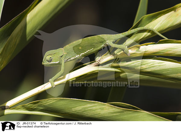 flap-necked chameleon / JR-01374