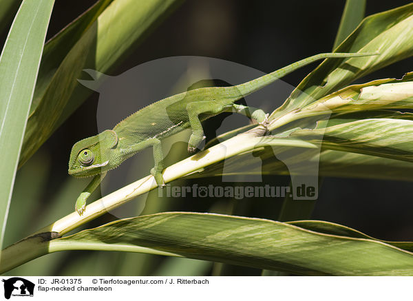 flap-necked chameleon / JR-01375