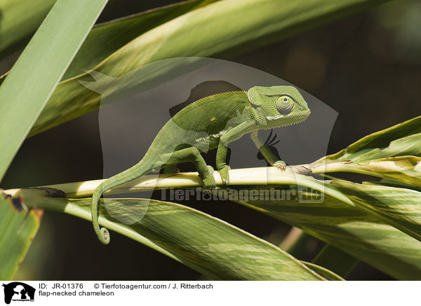 Lappenchamleon / flap-necked chameleon / JR-01376