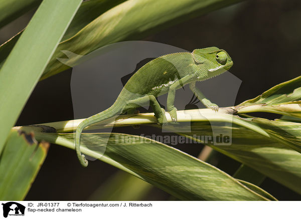 Lappenchamleon / flap-necked chameleon / JR-01377