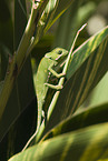 flap-necked chameleon