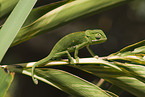 flap-necked chameleon