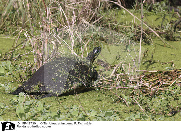 Florida-Rotbauch-Schmuckschildkrte / Florida red-bellied cooter / FF-12730