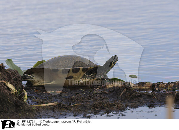 Florida red-bellied cooter / FF-12731