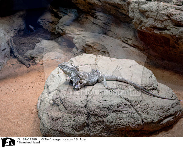 Kragenechse / frill-necked lizard / SA-01389