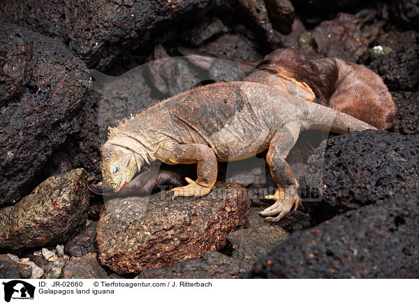 Drusenkopf / Galapagos land iguana / JR-02660