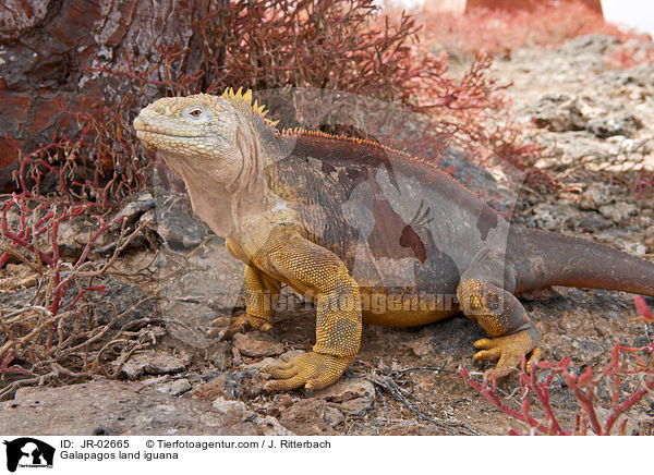 Drusenkopf / Galapagos land iguana / JR-02665