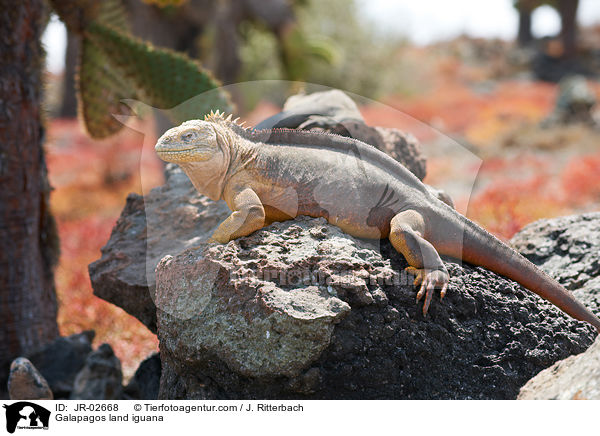 Galapagos land iguana / JR-02668