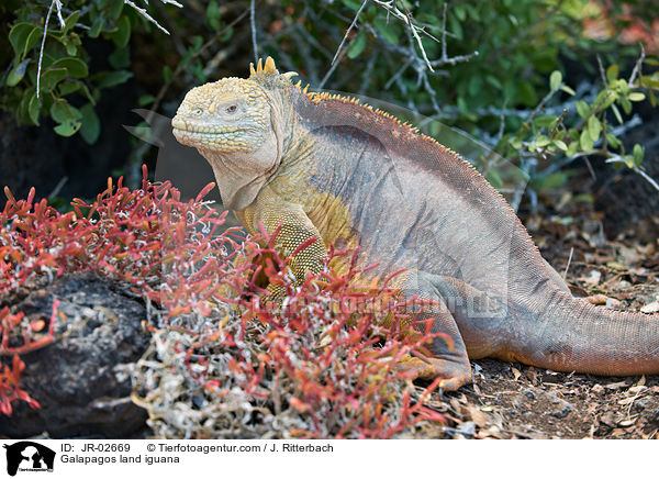 Galapagos land iguana / JR-02669