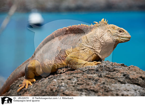 Drusenkopf / Galapagos land iguana / JR-02670
