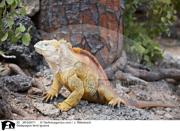 Galapagos land iguana / JR-02671