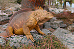 Galapagos land iguana