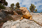 Galapagos land iguanas