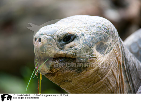 Galapagos-Riesenschildkrte / galapagos giant tortoise / MAZ-04769
