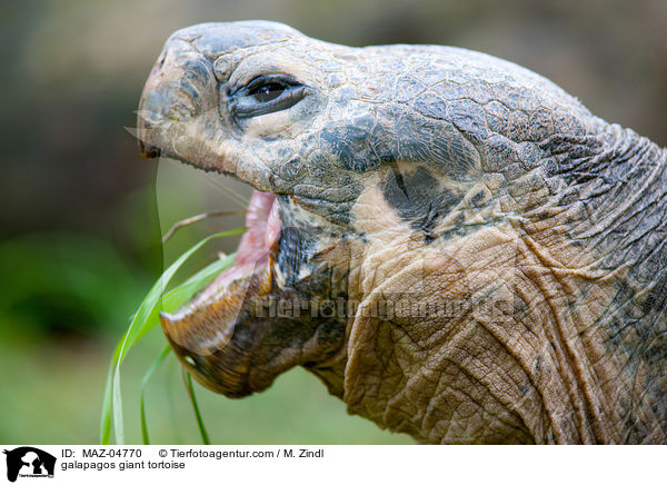 galapagos giant tortoise / MAZ-04770