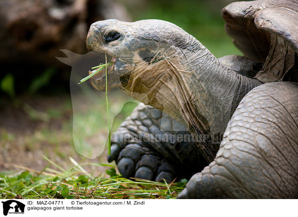 Galapagos-Riesenschildkrte / galapagos giant tortoise / MAZ-04771