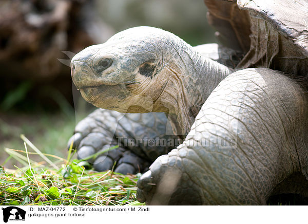 galapagos giant tortoise / MAZ-04772