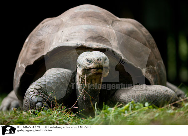 galapagos giant tortoise / MAZ-04773