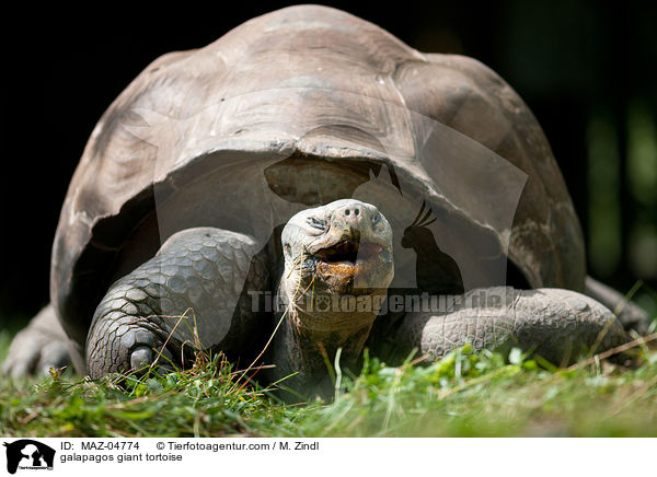 Galapagos-Riesenschildkrte / galapagos giant tortoise / MAZ-04774