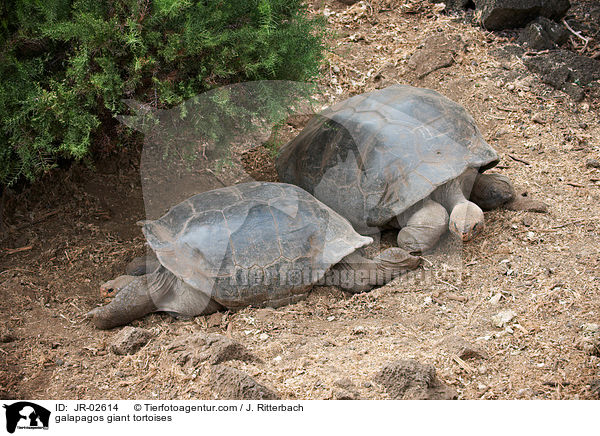 galapagos giant tortoises / JR-02614