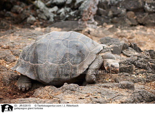 galapagos giant tortoise / JR-02615