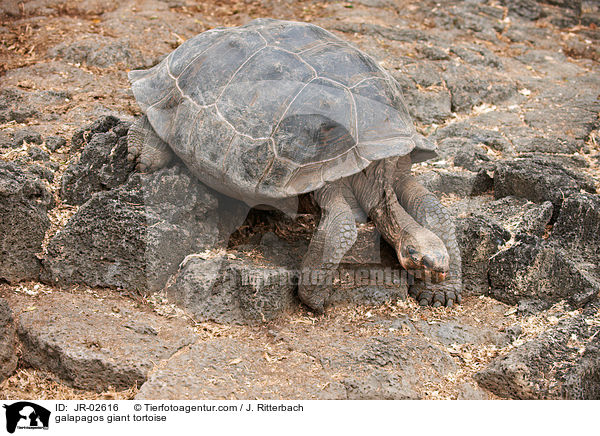Galapagos-Riesenschildkrte / galapagos giant tortoise / JR-02616