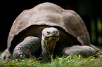 galapagos giant tortoise